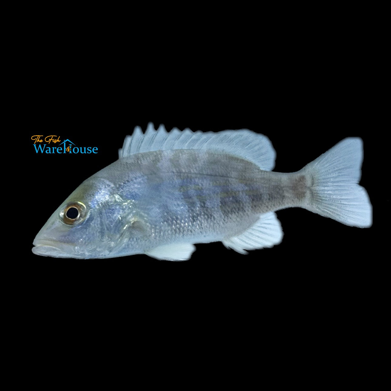 Lane Snapper - Captive Bred (Lutjanus synagris)