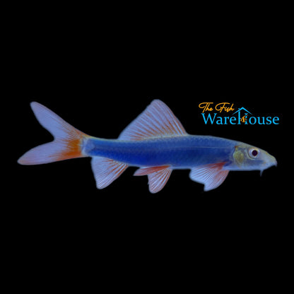 GloFish Shark (Epalzeorhynchos frenatum)