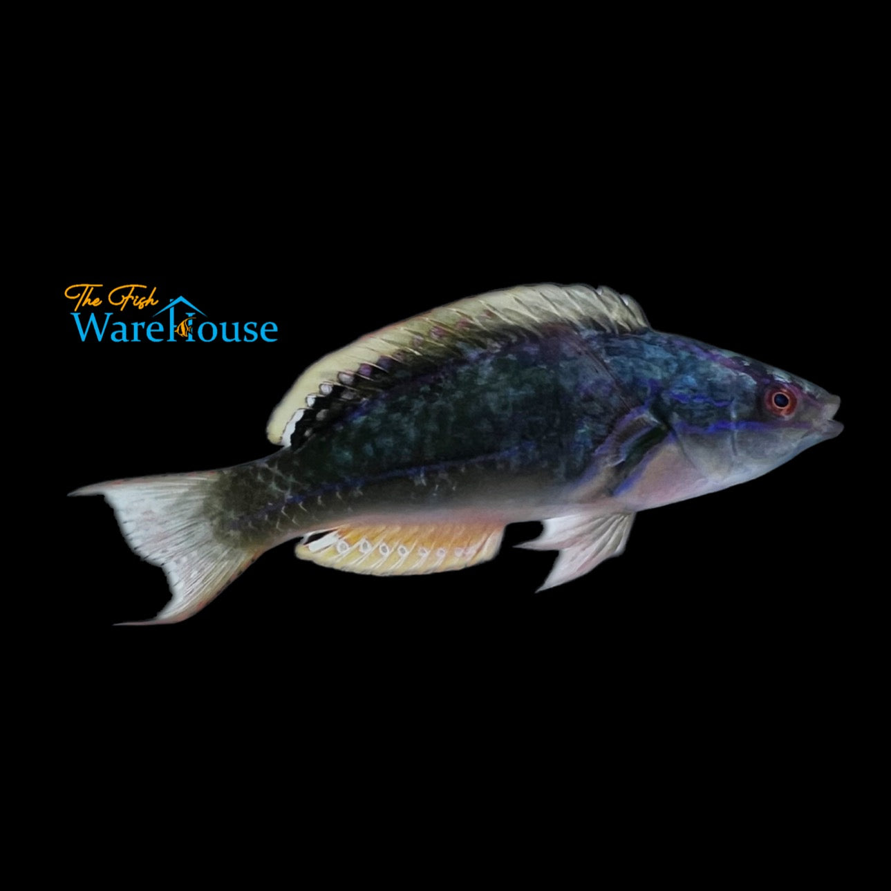 Exquisite Fairy Wrasse - Australian (Cirrhilabrus exquisitus)