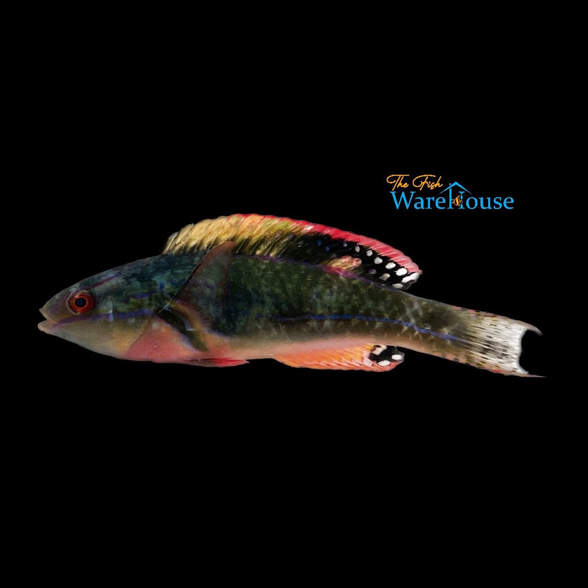 Exquisite Fairy Wrasse - Fiji (Cirrhilabrus exquisitus)