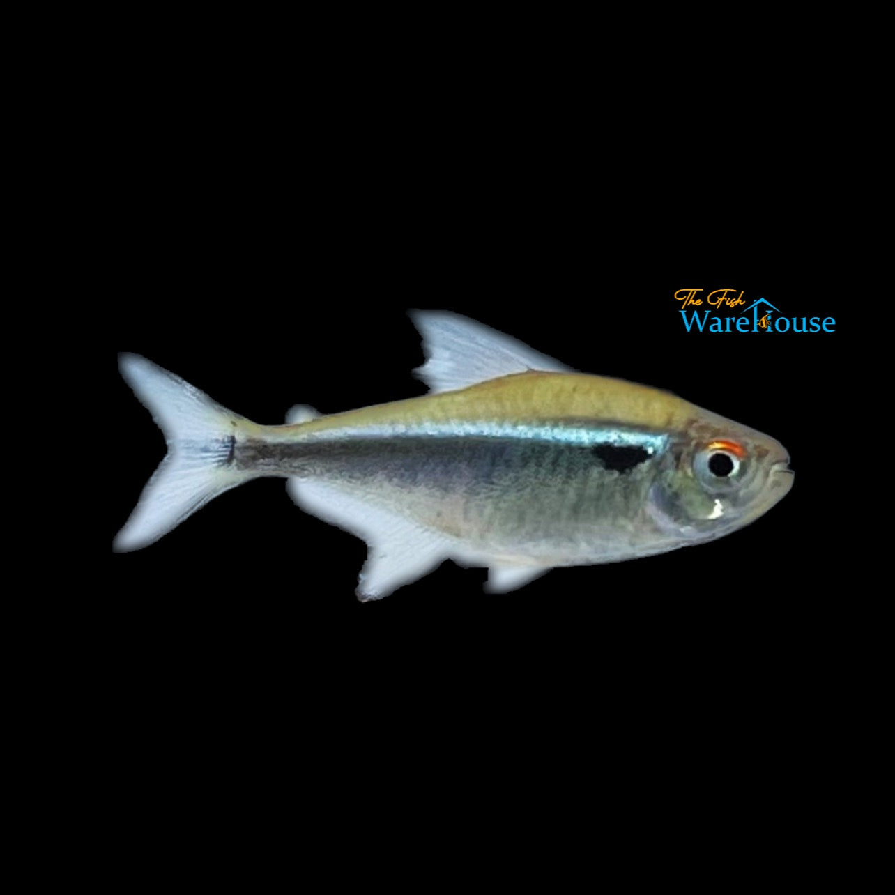 Black Neon Tetra ( Hyphessobrycon herbertaxelrodi)