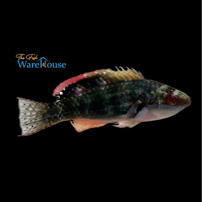 Exquisite Fairy Wrasse - Fiji (Cirrhilabrus exquisitus)