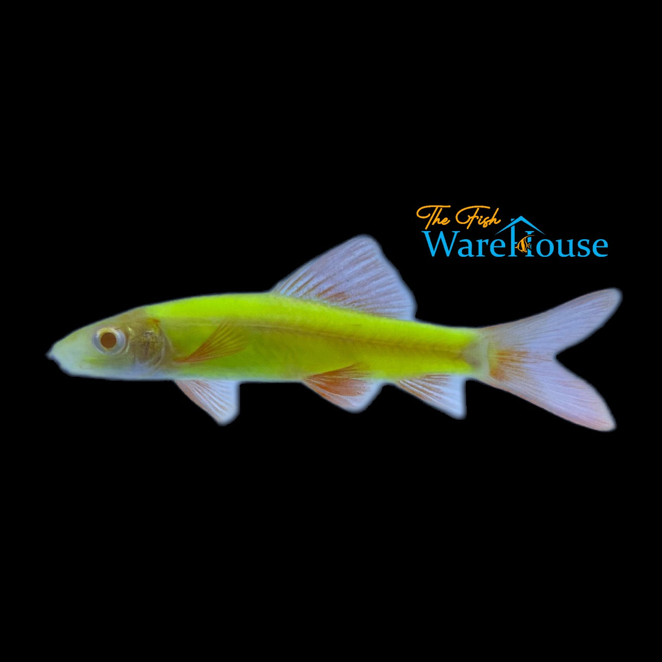 GloFish Shark (Epalzeorhynchos frenatum)