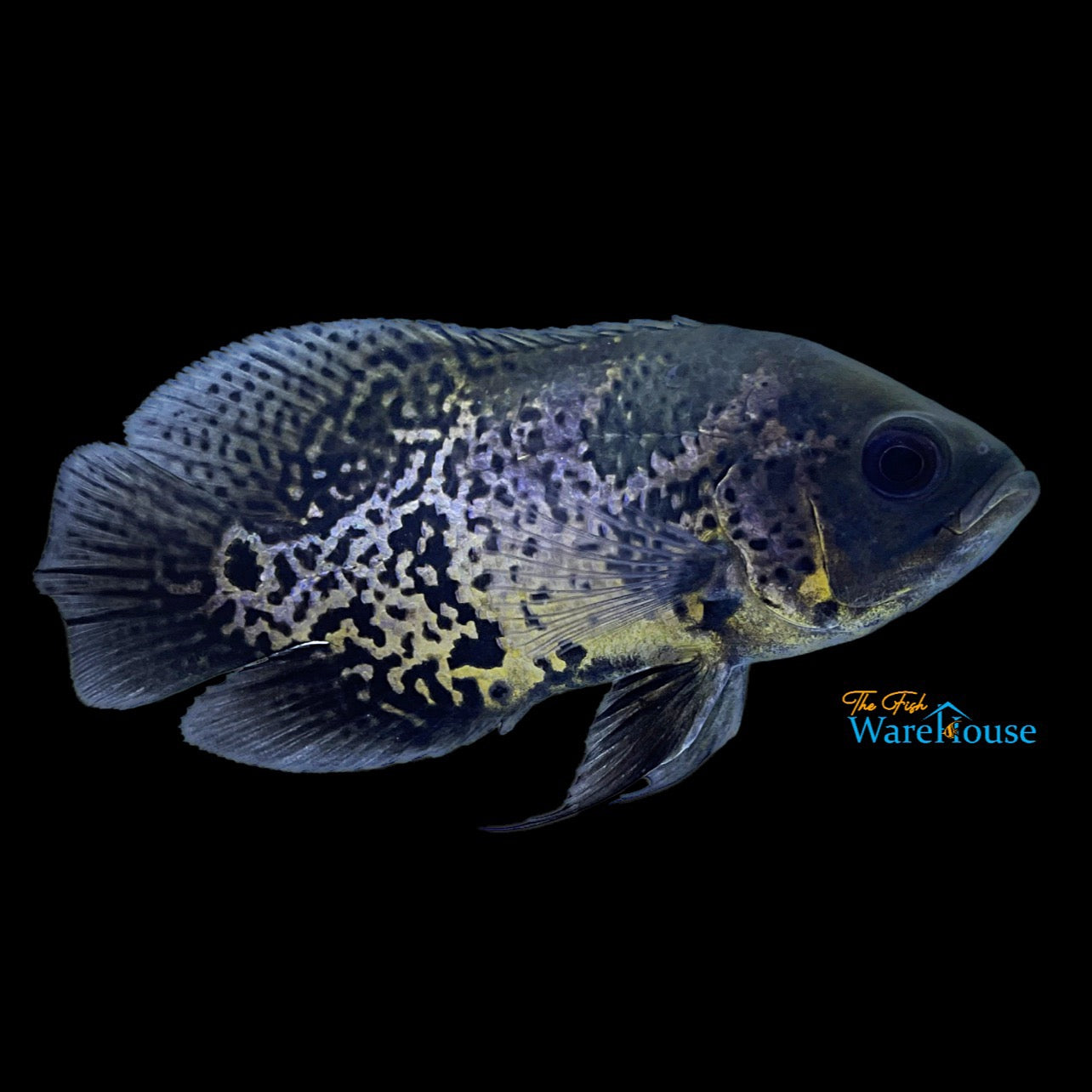 Leopard Oscar (Astronotus ocellatus)