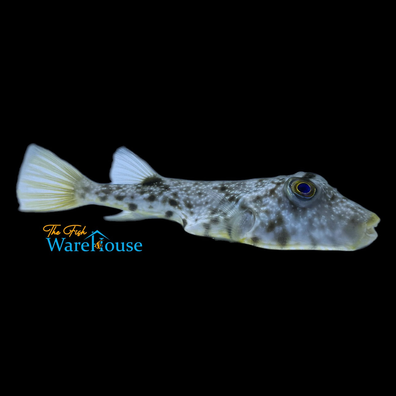 Southern Puffer (Sphoeroides nephelus)