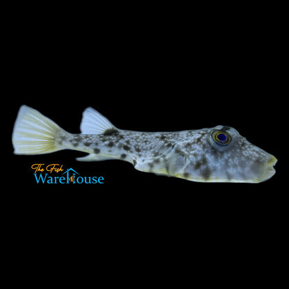 Southern Puffer (Sphoeroides nephelus)