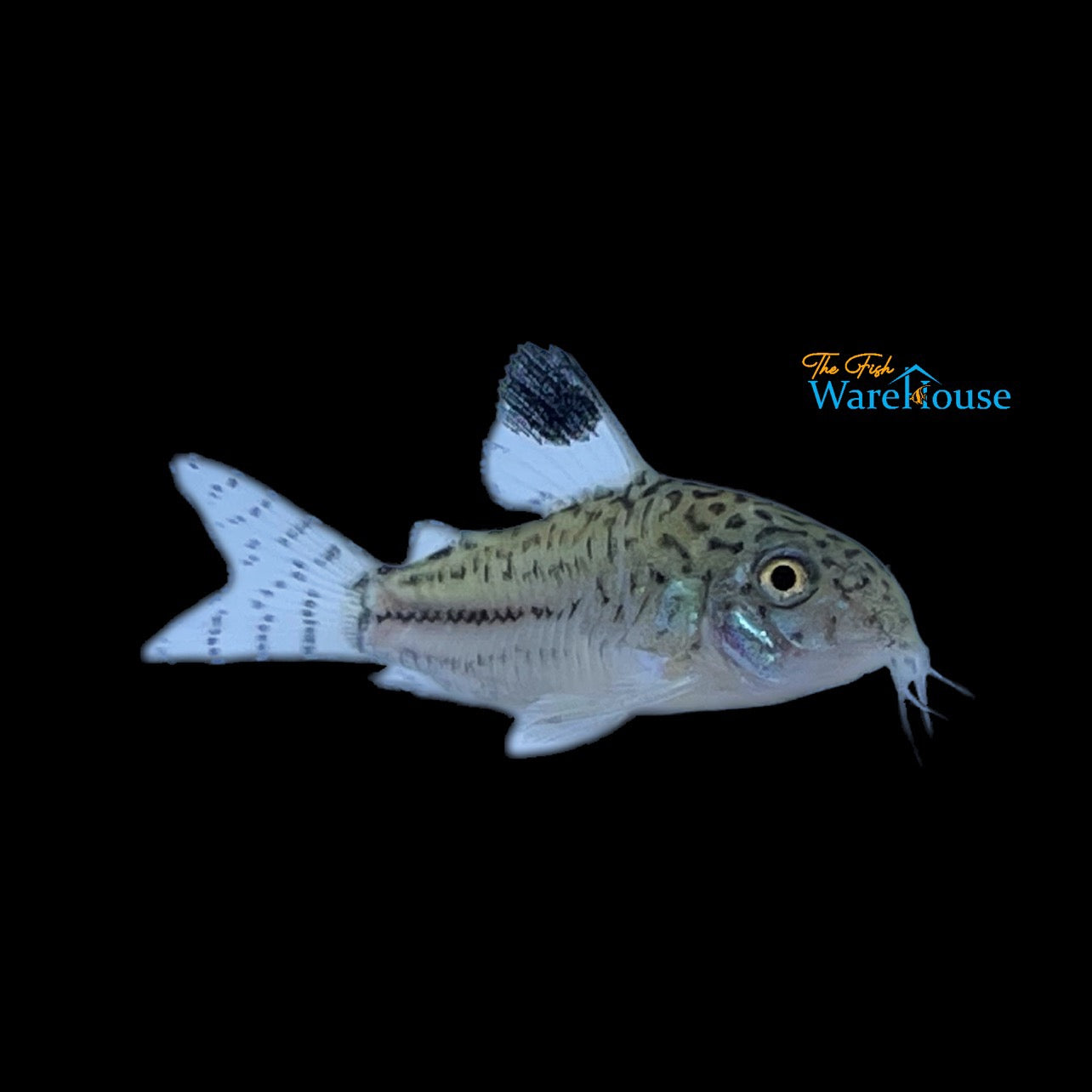 Three Stripe Cory (Corydoras trilineatus)