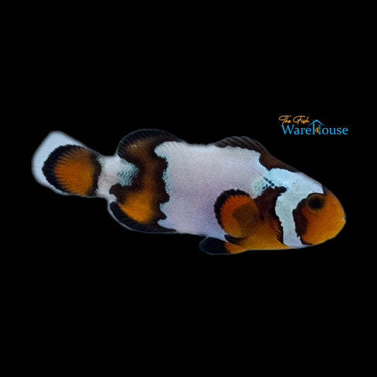 Black Ice Snowflake Clownfish (Amphiprion ocellaris)