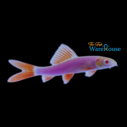 GloFish Shark (Epalzeorhynchos frenatum)