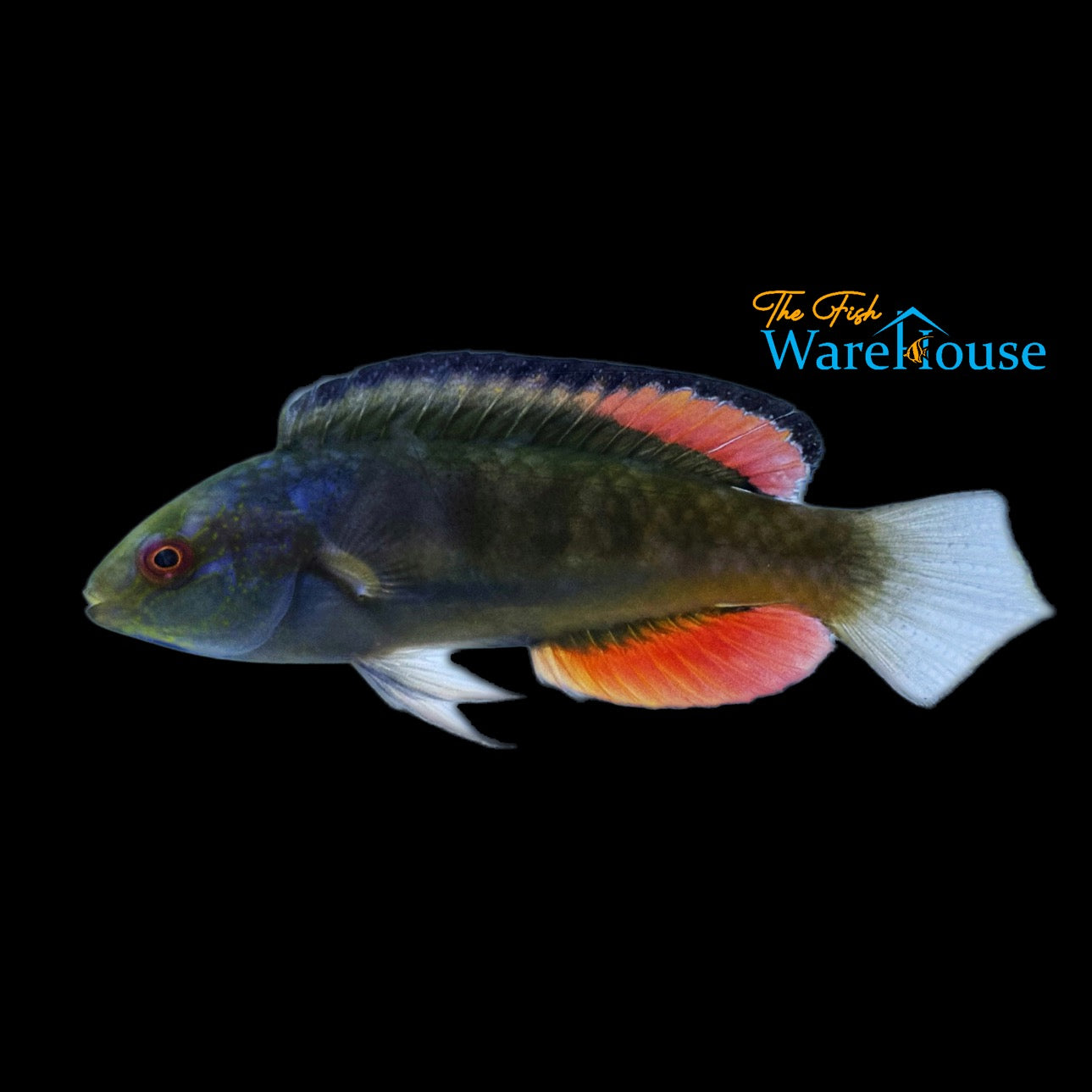 Blackfin Fairy Wrasse (Cirrhilabrus melanomarginatus)