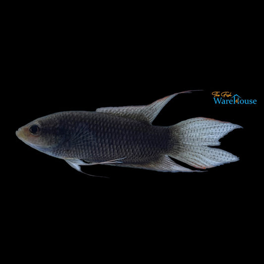 Black Paradise Fish - Wild (Macropodus spechti)