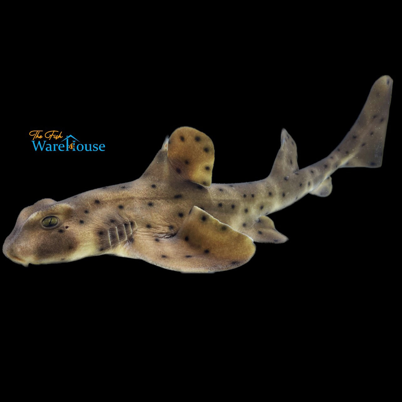 Horn Shark (Heterodontus francisci)