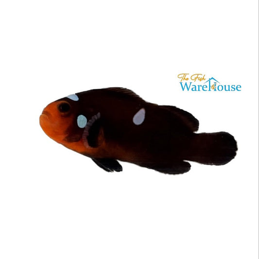 Extreme Misbar Caramel Clownfish (Amphiprion ocellaris)