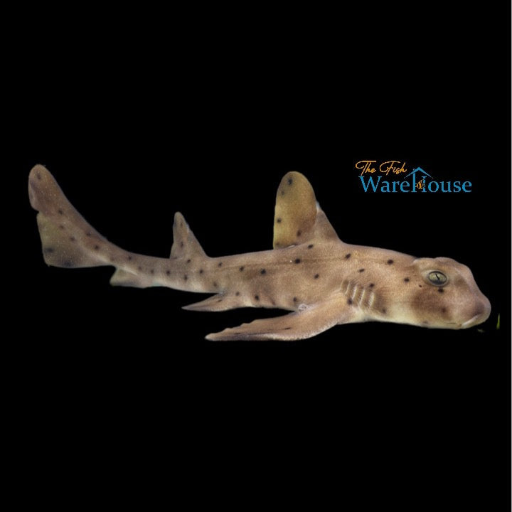 Horn Shark (Heterodontus francisci)