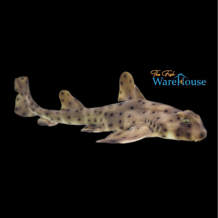 Horn Shark (Heterodontus francisci)