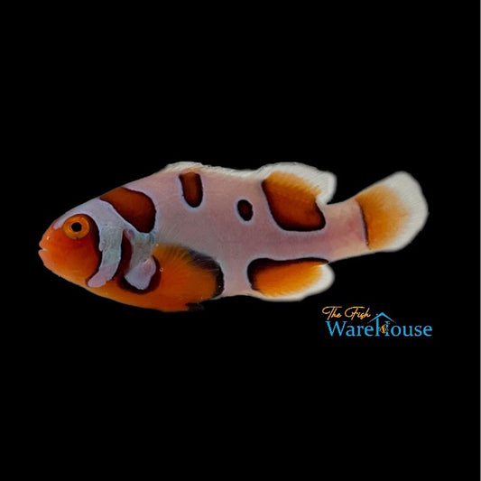 Extreme Picasso Clownfish (Amphiprion percula)