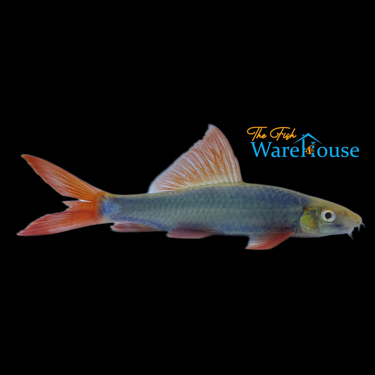 GloFish Shark (Epalzeorhynchos frenatum)