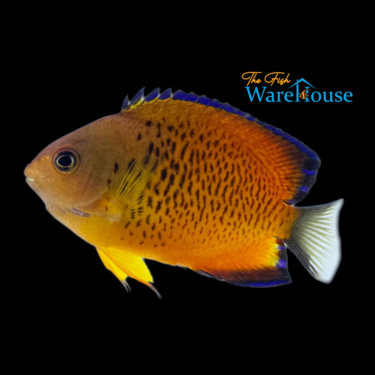 False Shepard's Angelfish Hybrid (Centropyge loricula x Centropyge ferrugata)