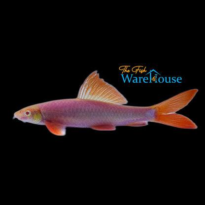 GloFish Shark (Epalzeorhynchos frenatum)