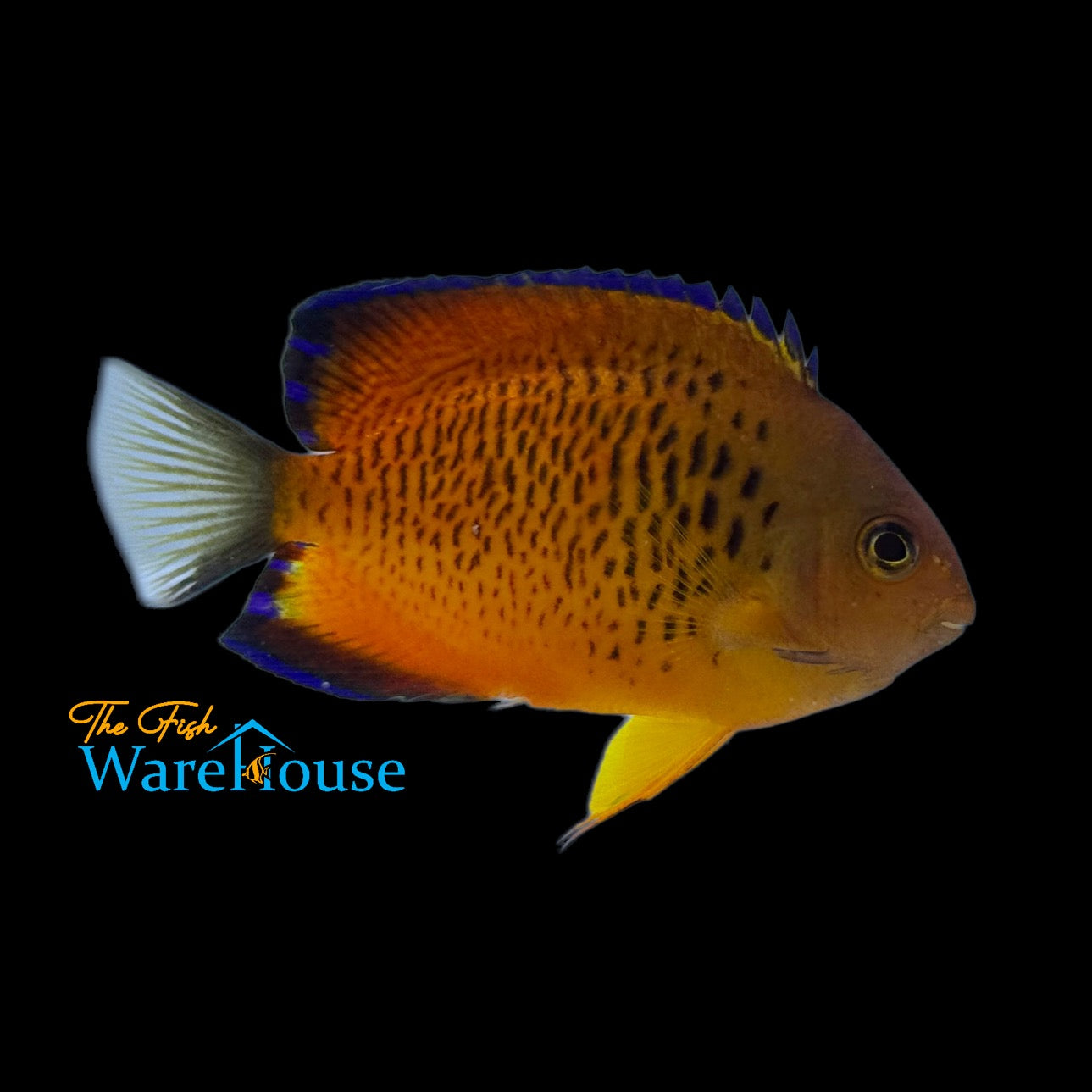 False Shepard's Angelfish Hybrid (Centropyge loricula x Centropyge ferrugata)