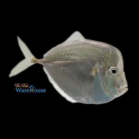 Atlantic Moonfish (Selene setapinnis)