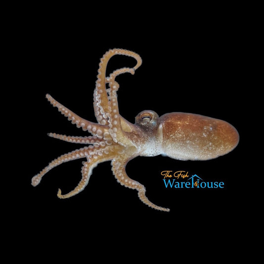 Atlantic Pygmy Octopus (Octopus joubini)