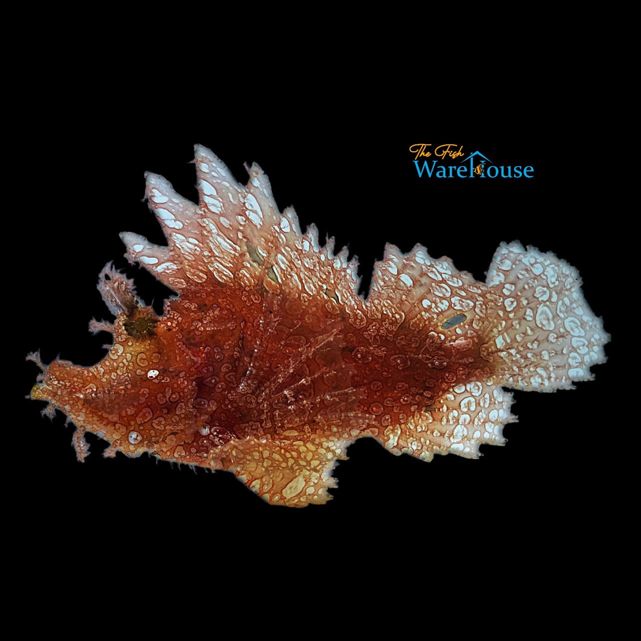 Weedy Scorpionfish (Rhinopias frondosa)