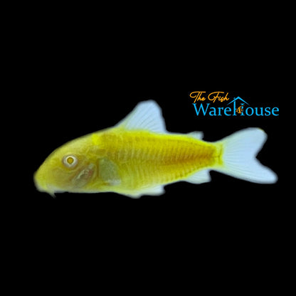 GloFish Corydoras (Corydoras aeneus)