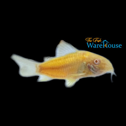 GloFish Corydoras (Corydoras aeneus)