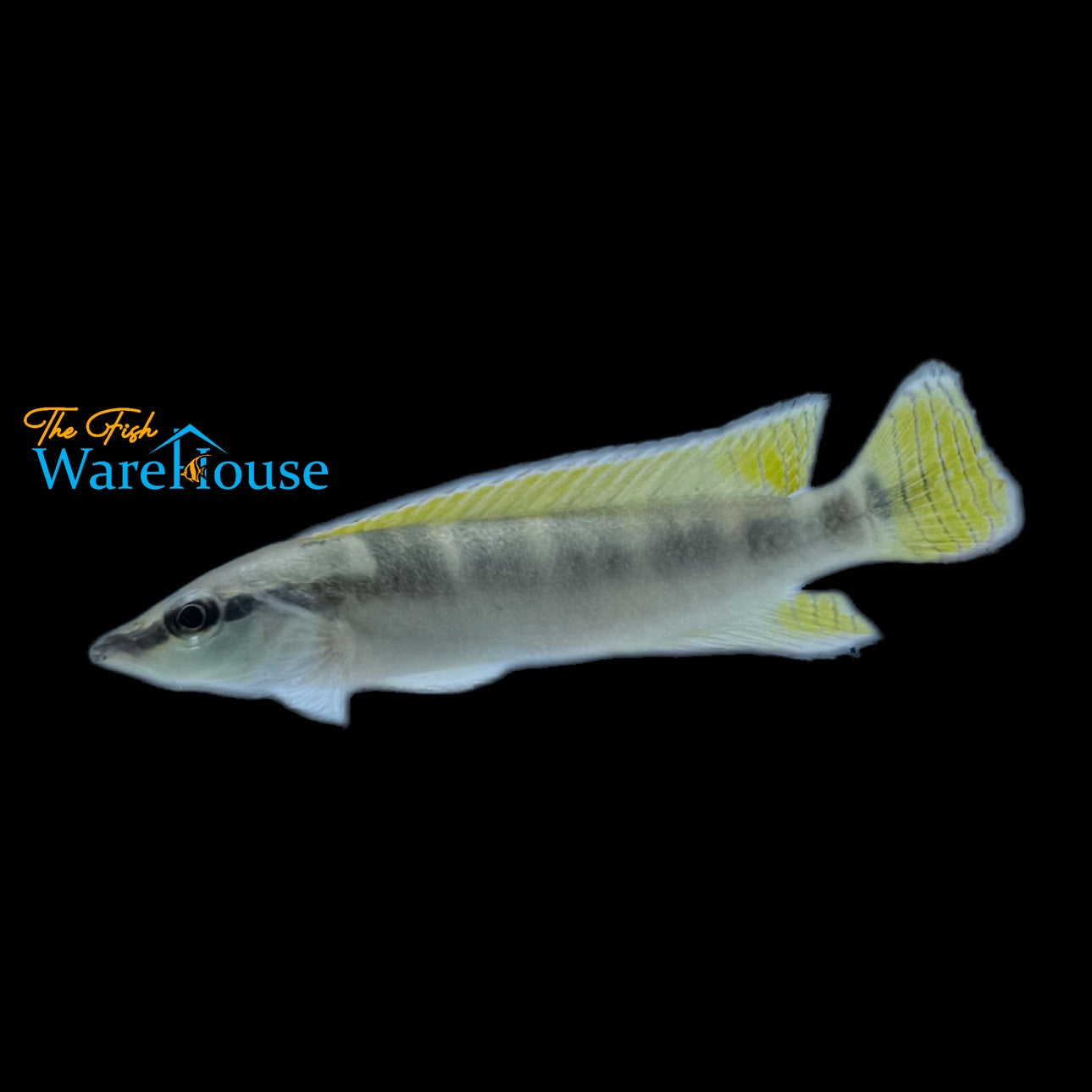 Green Yellowtail Dwarf Pike (Crenicichla compressiceps)