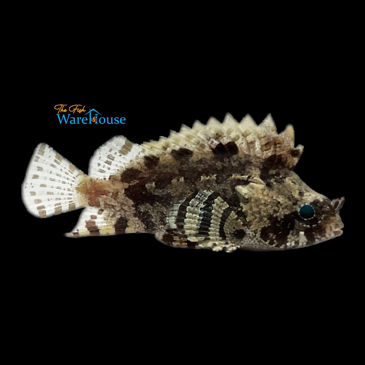 False Scorpionfish (Centrogenys vaigiensis)