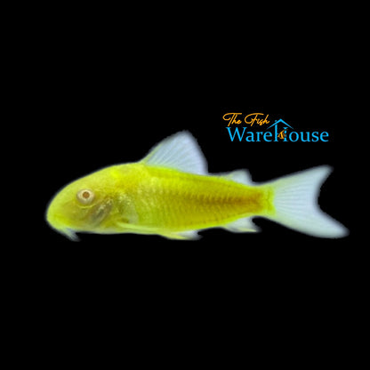 GloFish Corydoras (Corydoras aeneus)