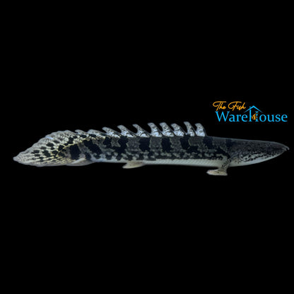 Royal Tiger Delhezi Bichir (Polypterus delhezi)