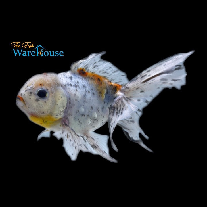Calico Oranda Goldfish (Carassius auratus)