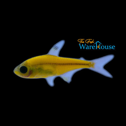 GloFish Pristella Tetra (Pristella maxillaris)