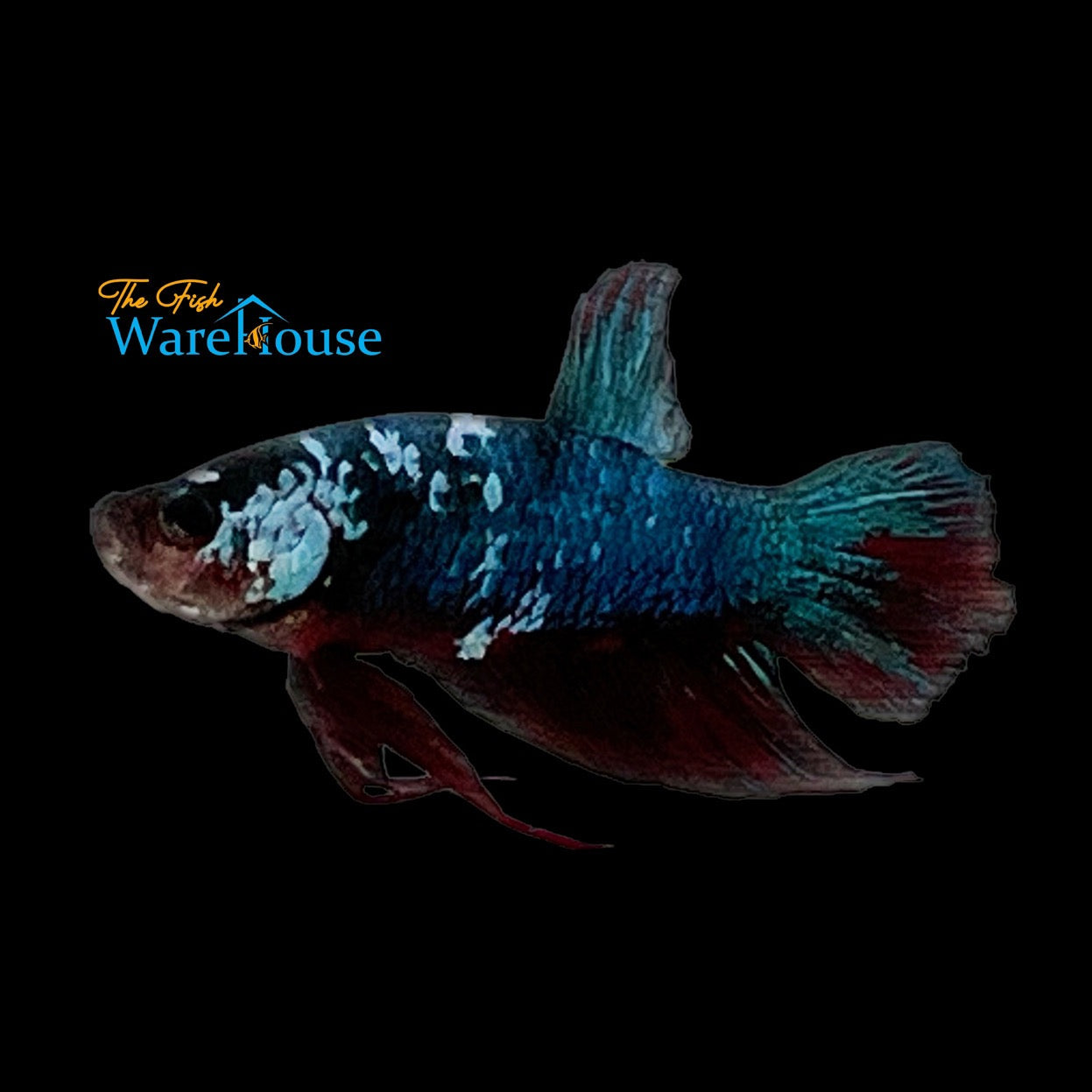 Fancy Dragon Plakat Betta - Male (Betta splendens)