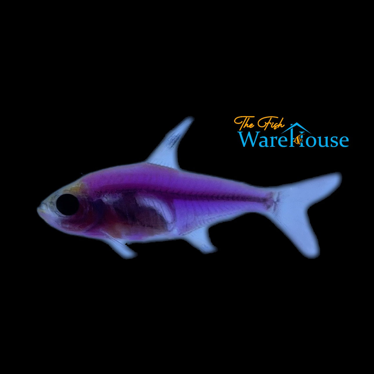 GloFish Pristella Tetra (Pristella maxillaris)