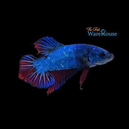 Fancy Dragon Plakat Betta - Male (Betta splendens)