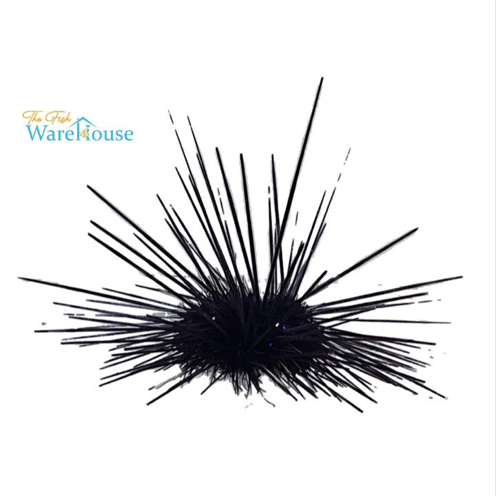 Longspine Urchin (Diadema setosum)