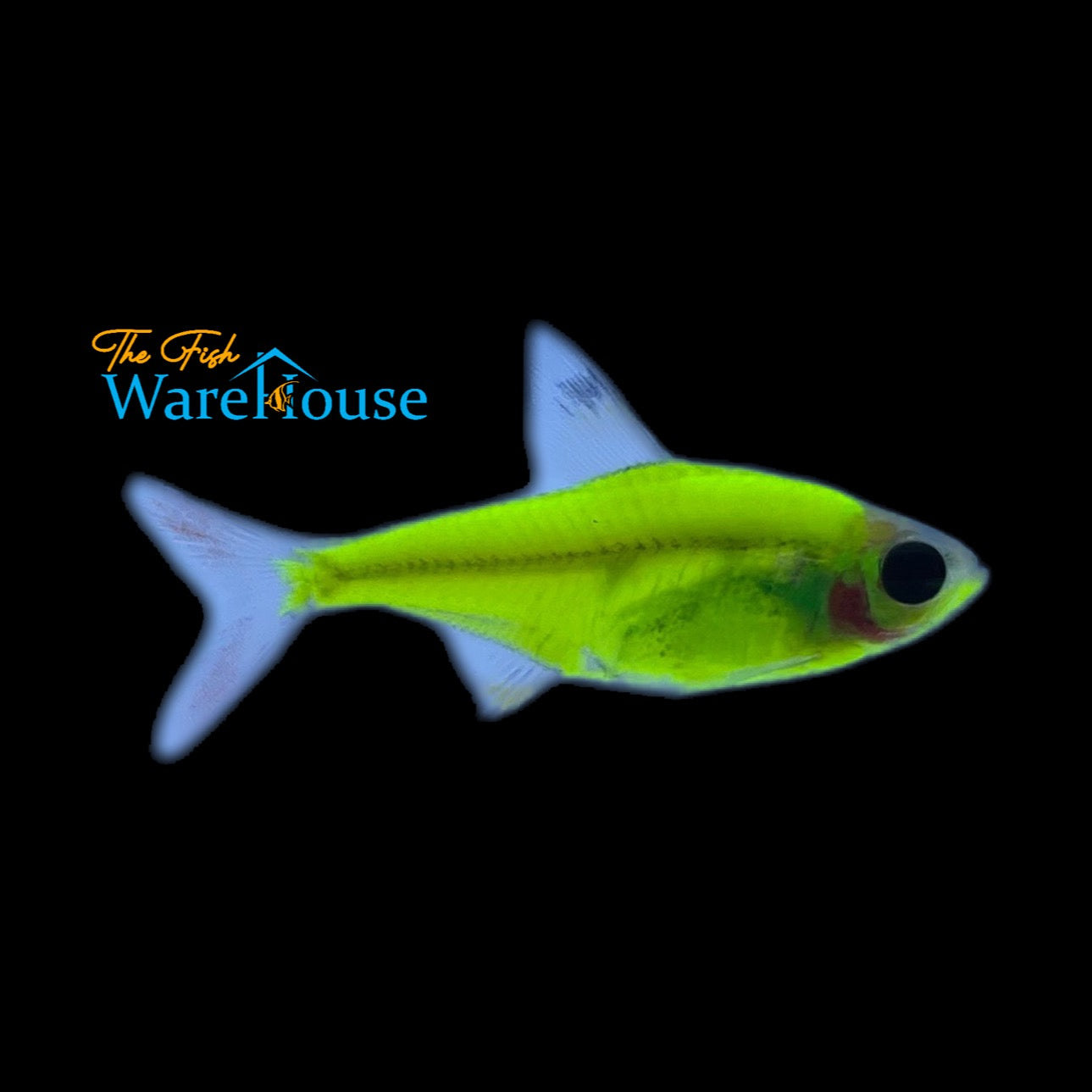 GloFish Pristella Tetra (Pristella maxillaris)