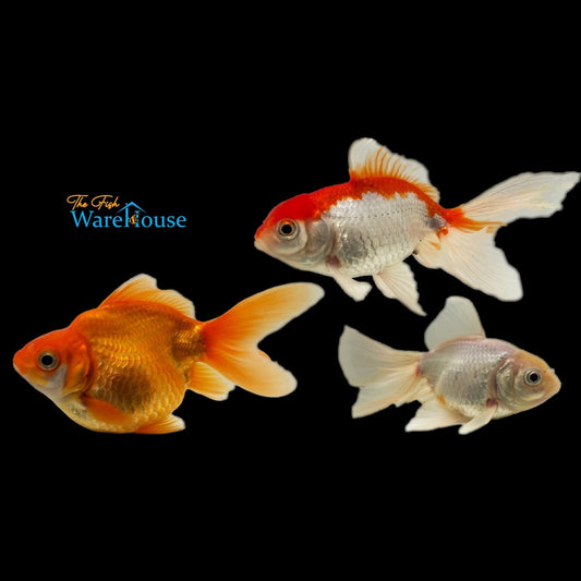 Fancy Fantail Goldfish (Carassius auratus)