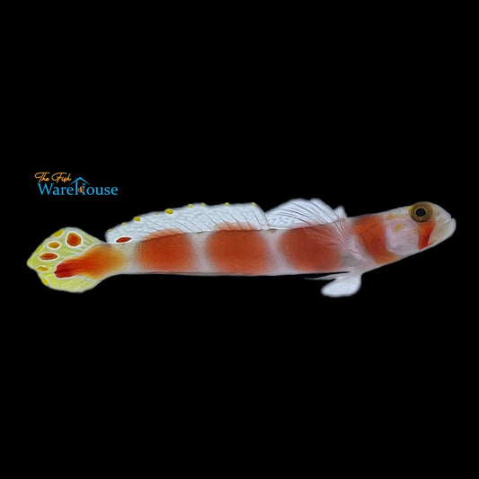 Aurora Goby (Amblyeleotris aurora)