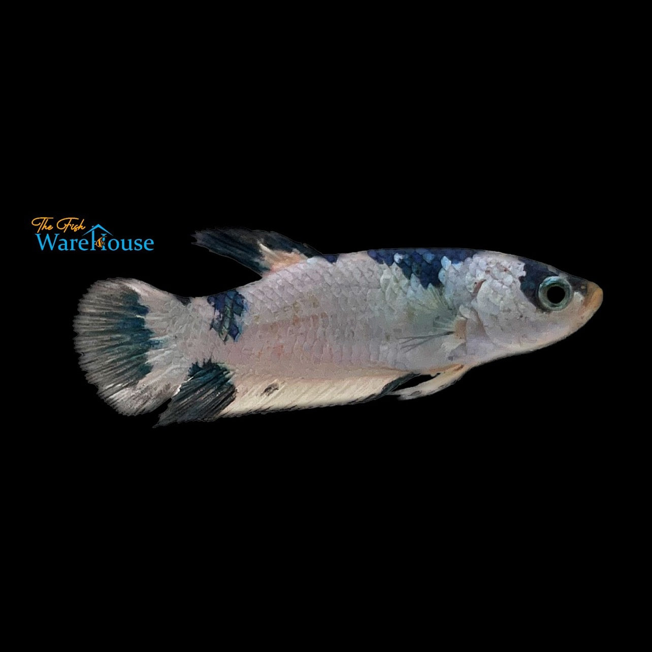 Fancy Marble Plakat Betta - Female (Betta splendens)