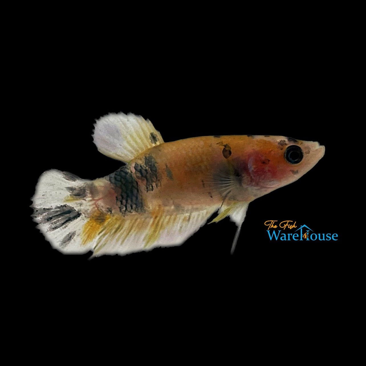 Fancy Marble Plakat Betta - Female (Betta splendens)