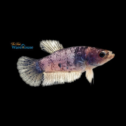 Fancy Marble Plakat Betta - Female (Betta splendens)