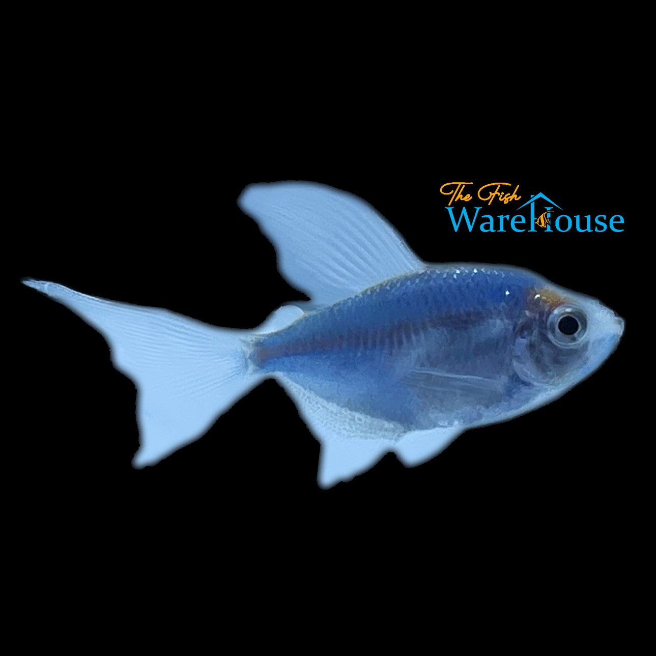 GloFish Longfin Skirt Tetra (Gymnocorymbus ternetzi)