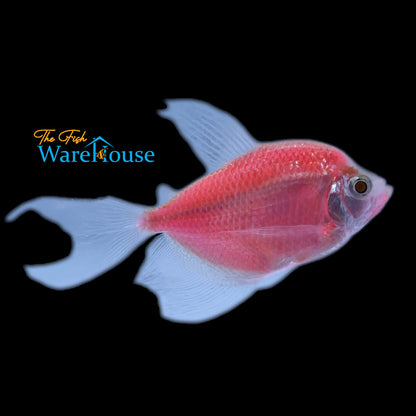 GloFish Longfin Skirt Tetra (Gymnocorymbus ternetzi)