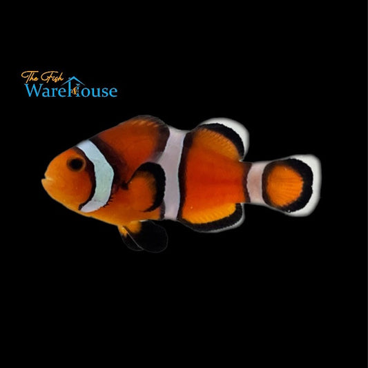 Fancy Ocellaris Clownfish (Amphiprion ocellaris)