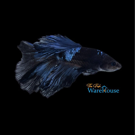 Avatar Halfmoon Betta - Male (Betta splendens)