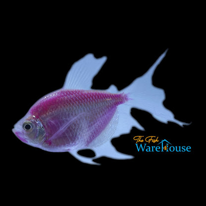 GloFish Longfin Skirt Tetra (Gymnocorymbus ternetzi)